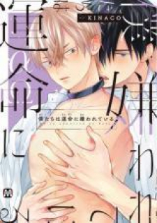 Bokutachi Wa Unmei Ni Kirawareteiru Bokutachi Wa Unmei Ni Kirawareteiru